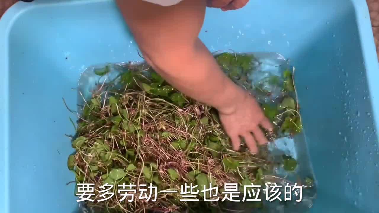 大厨分享广西最火爆的凉菜生冲雷公根的详细制作方法学会可开店