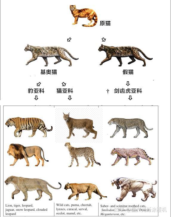 先看看狮子的进化简史