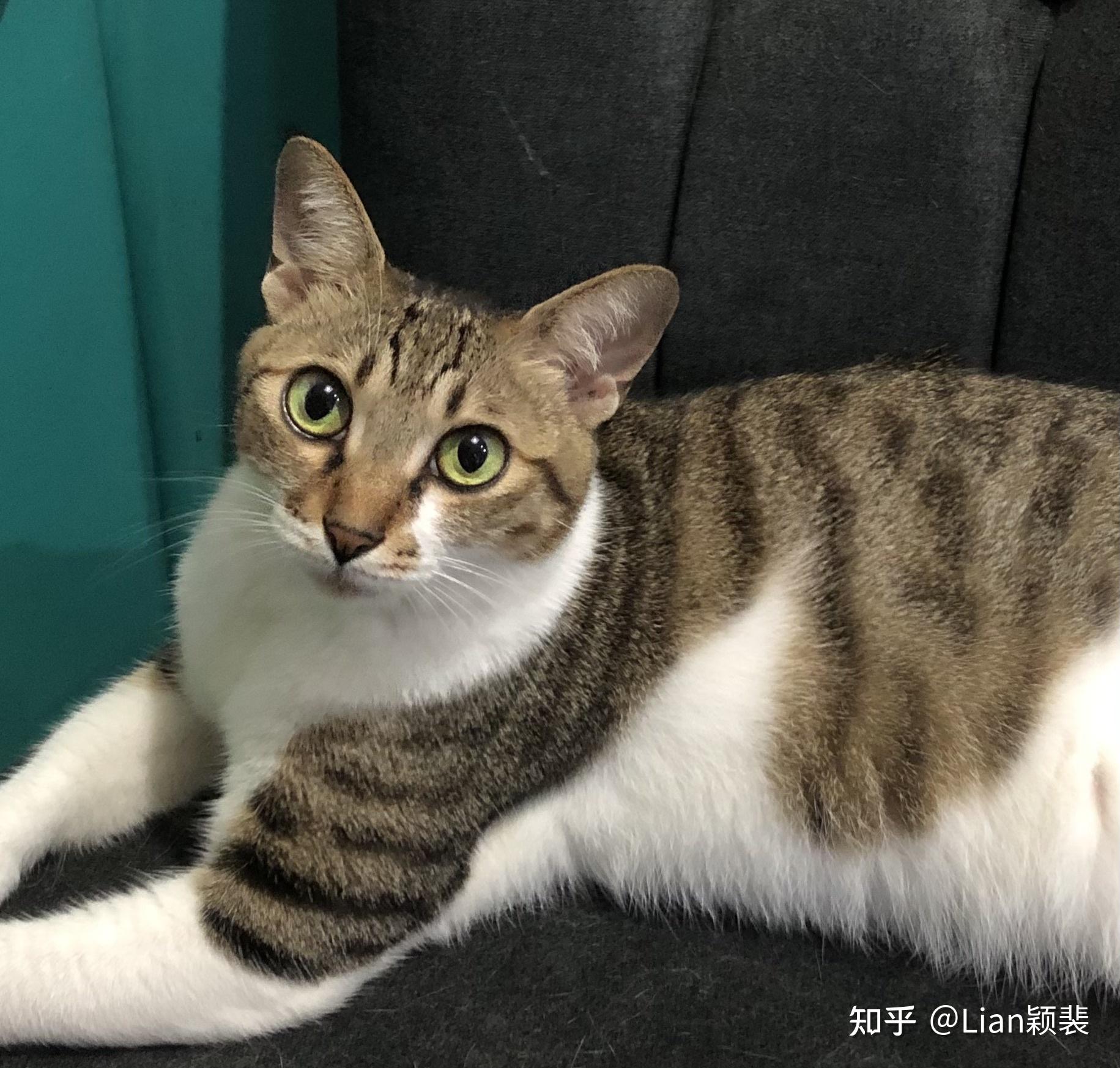 四川简州猫的耳朵到底跟普通猫有什么不同