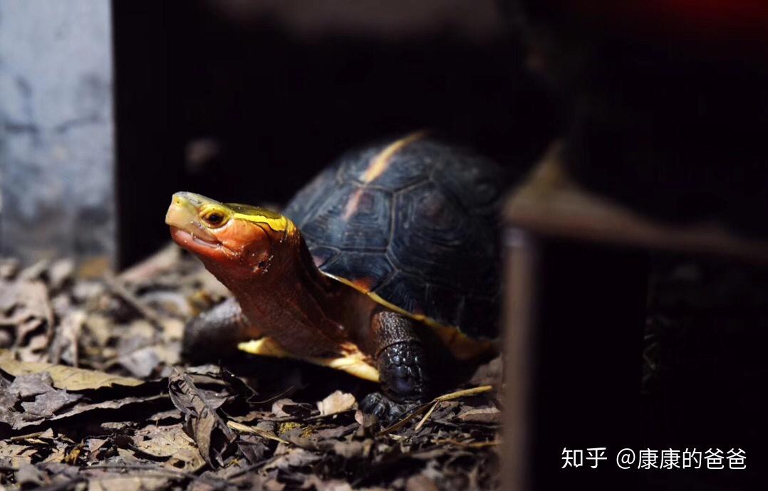 黄缘龟黄缘闭壳龟安缘安远闭壳龟