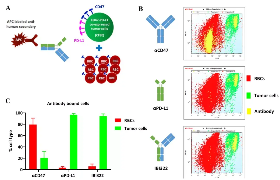 同时表达cd47和pd-l1的肿瘤细胞,而红细胞结合能力弱,与pd-l1单抗类似