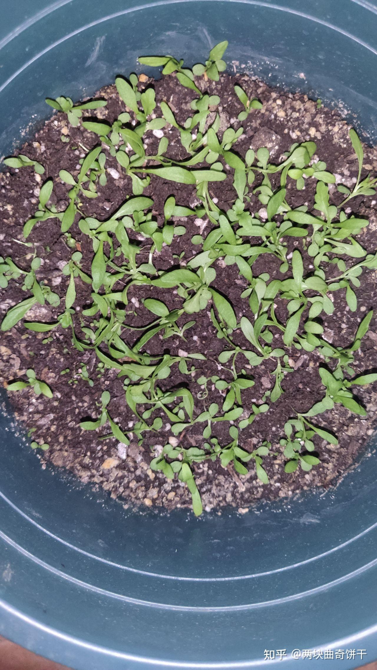 洋甘菊种植记录(已完结)