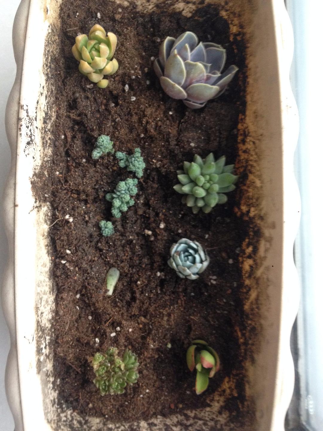 低成本室内多肉补光 知乎