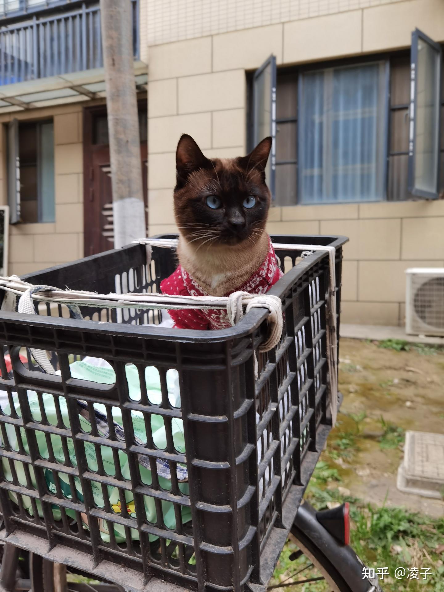 养猫的人只能和养猫的人做朋友 - 知乎