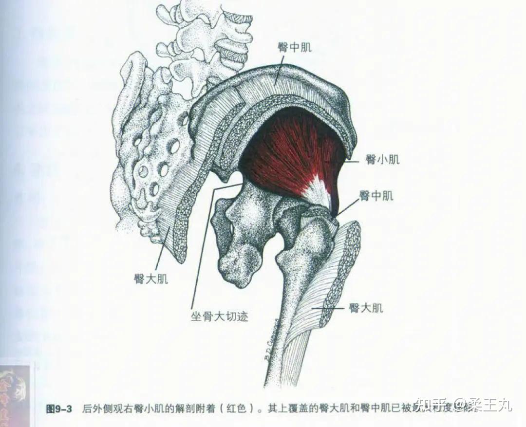 女生练臀，如何把上臀练好？ 知乎 