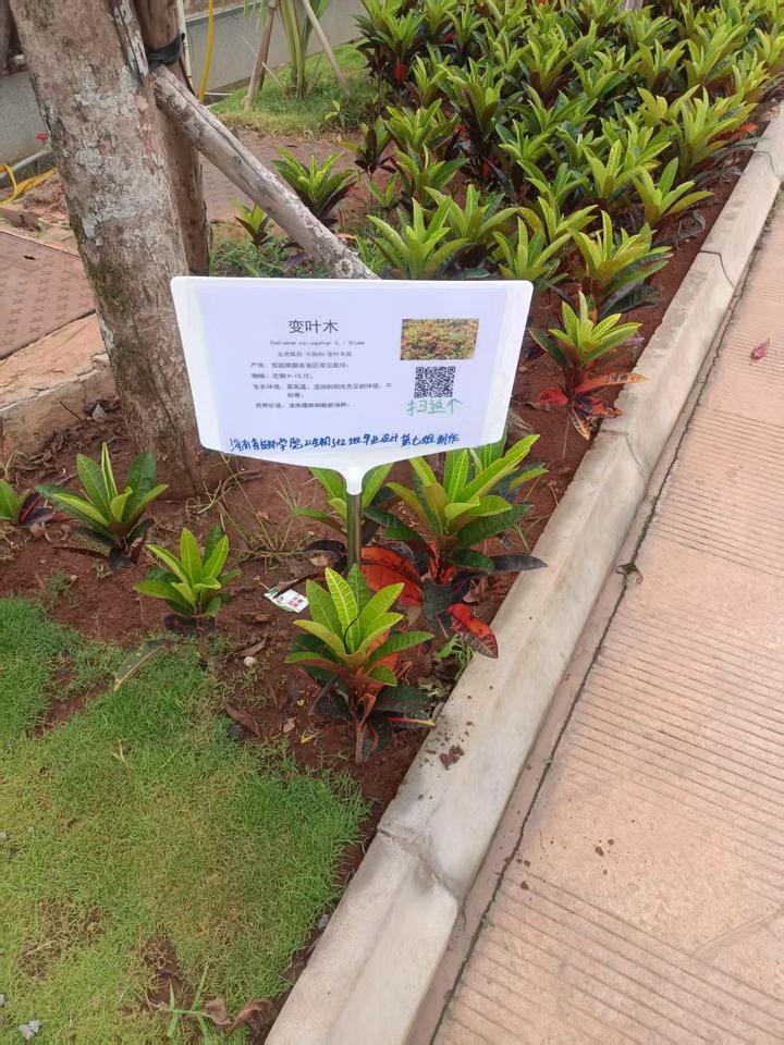 变叶木（Codiaeum variegatum (L.) Blume） - 知乎