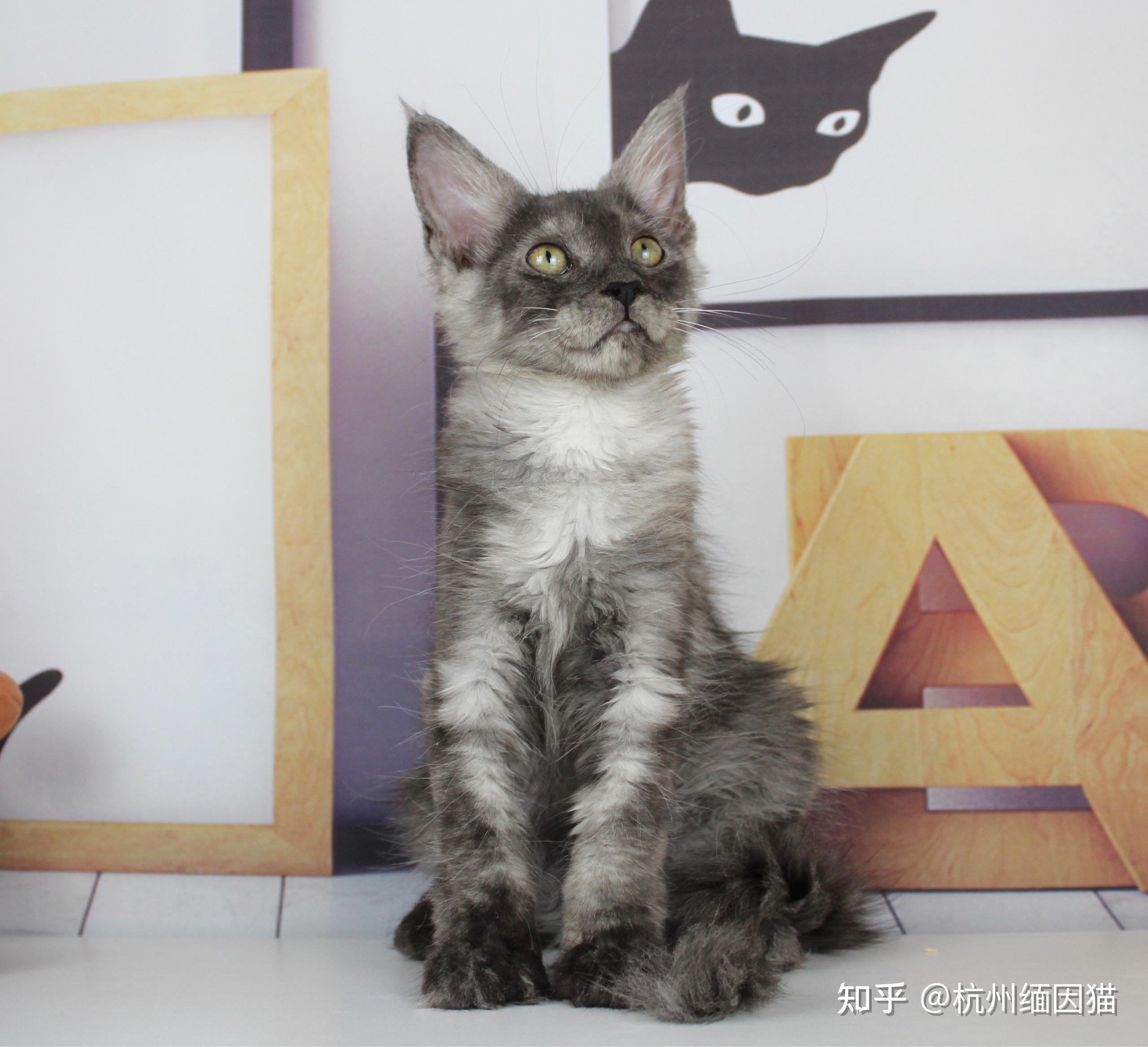 缅因猫仙女烟熏色妹妹