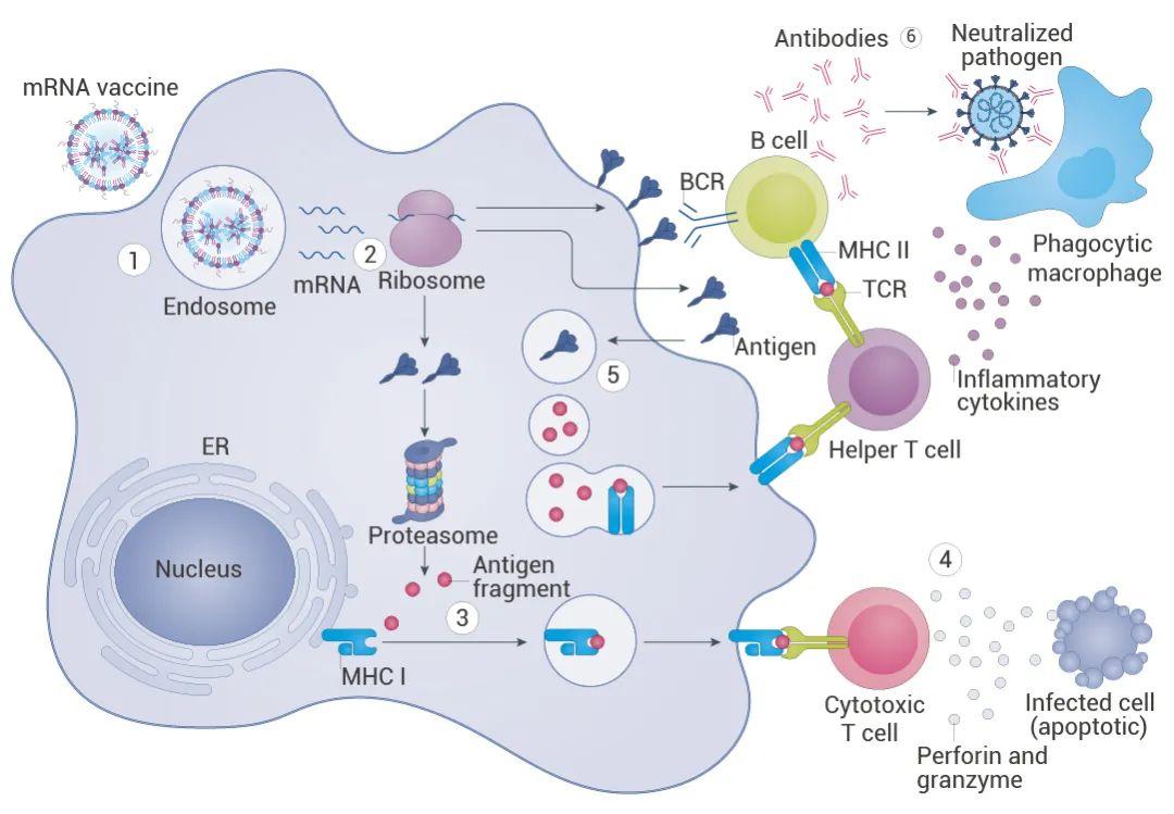 诺贝尔奖对抗covid19的mrna疫苗技术mce