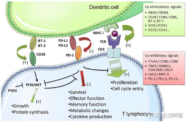 病毒感染患者可能从免疫治疗中获益 - 知乎