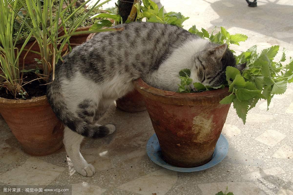 猫咪为什么对猫薄荷如此痴狂 知乎