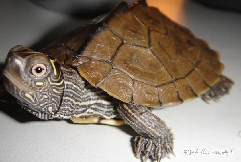 不同的龟种，冬眠温度要求也有不同 - 知乎