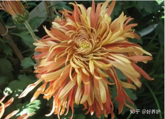 19种菊花的品种 涨知识了 知乎