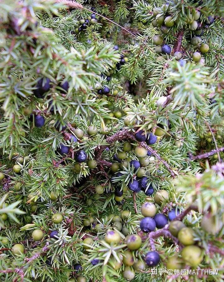 杜松子果实本为juniper,它来自拉丁文"juniores(会结新果实的树)"