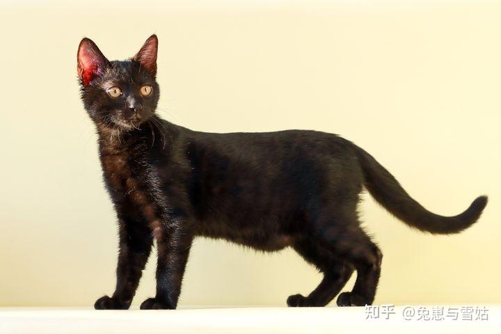 中国古代猫经赏析(不断更新)