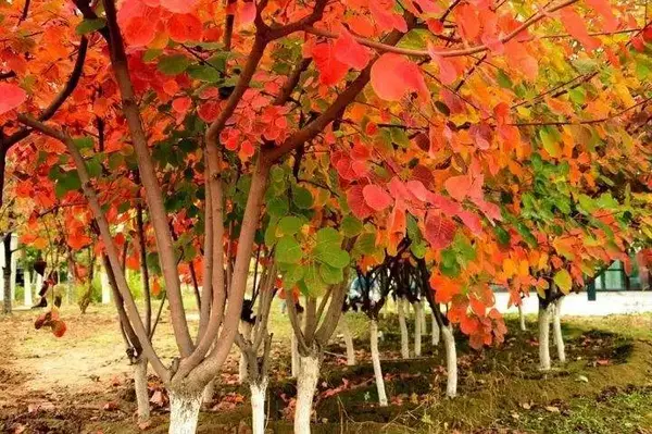 【认识植物】雾中情人 | 黄栌,初夏观花,金秋赏叶 - 知乎