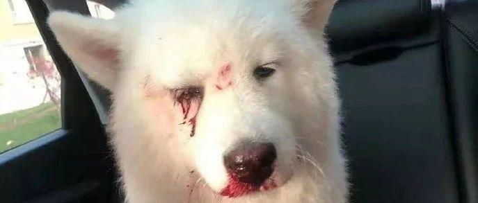 只因在客厅大便狗狗便遭暴打浑身是血眼球打爆被救后原主人竟然提出