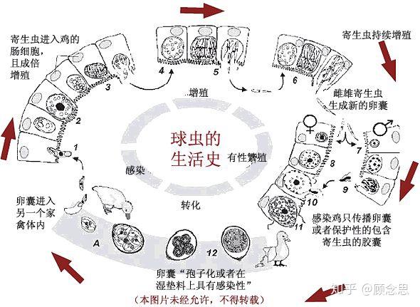 球虫停药就复发为什么球虫那么难治