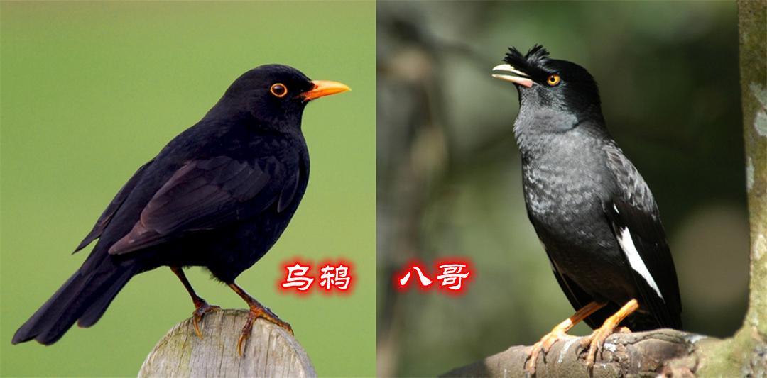 烏鶇是吉祥鳥嗎烏鶇有哪些徵兆