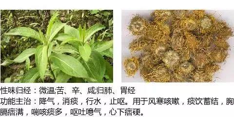 500余种中草药图  第324张