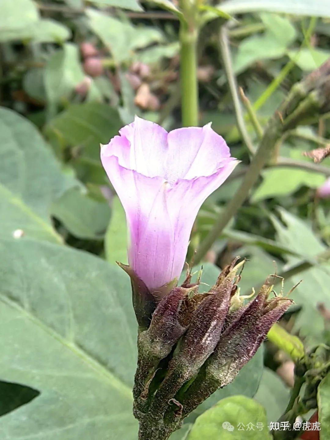 小小花的三裂叶薯 - 知乎
