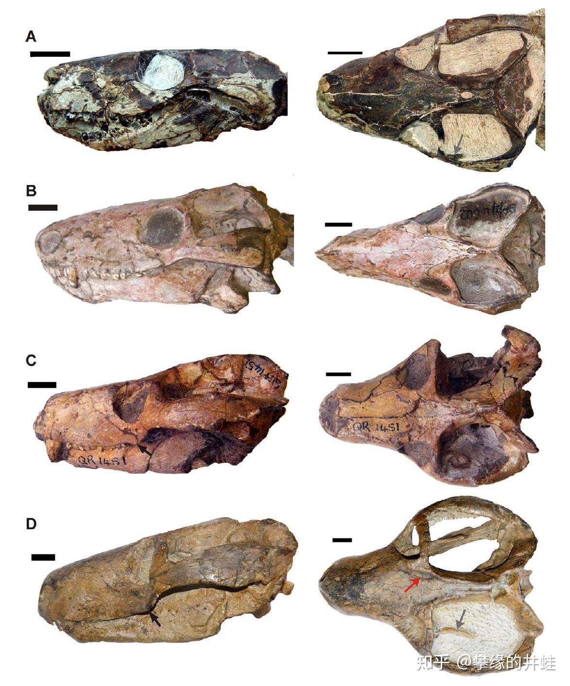 鼩龙兽完整骨甲化石.注意看它的腹部肋骨,有很明显的增宽.