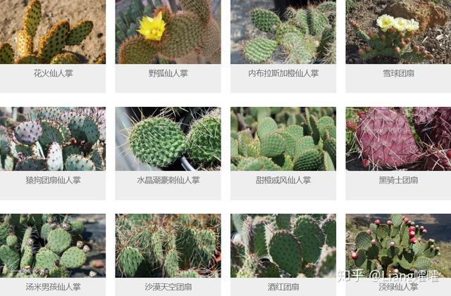 多肉的种类:你绝对想不到,仙人掌们居然是多肉界的"二哥"!