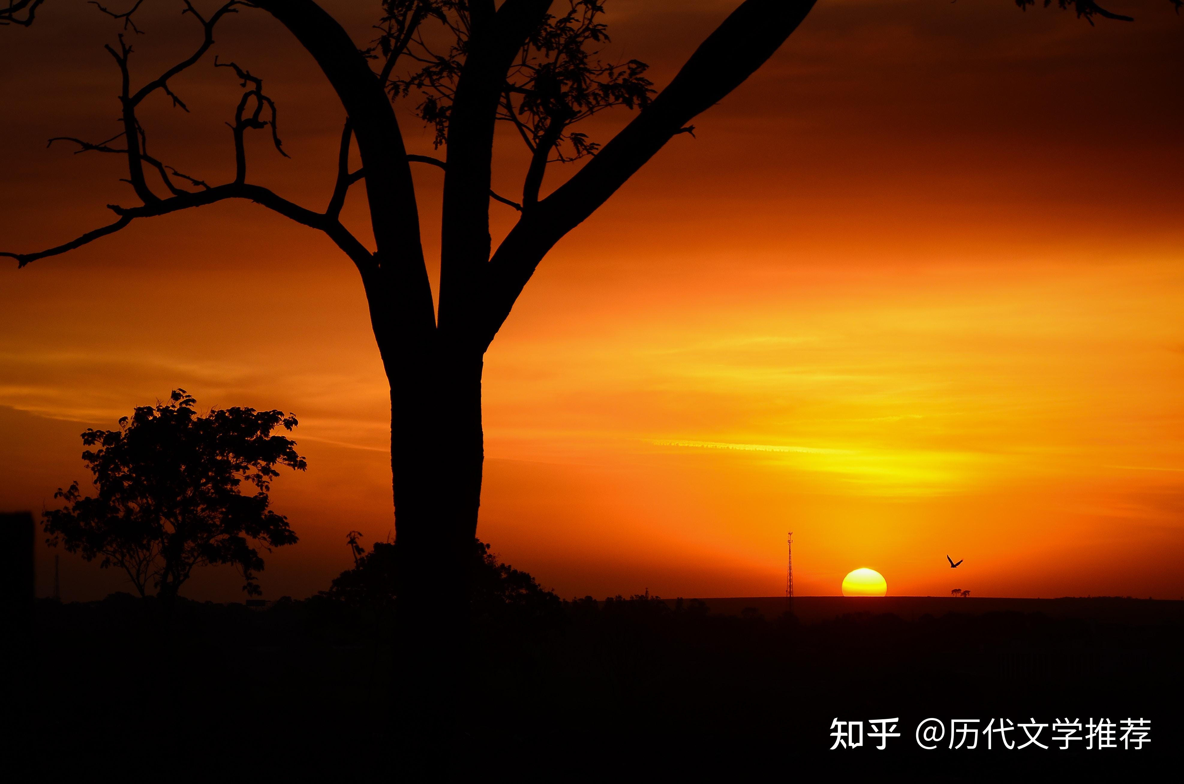 古往今来那些描写“夕阳”的诗句(310句) - 知乎