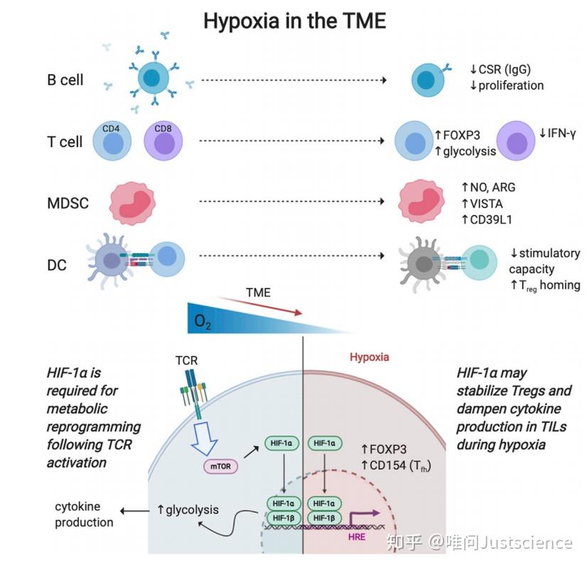 图5 tme的缺氧环境对免疫细胞的影响总之,近年来,肿瘤代谢,免疫代谢和