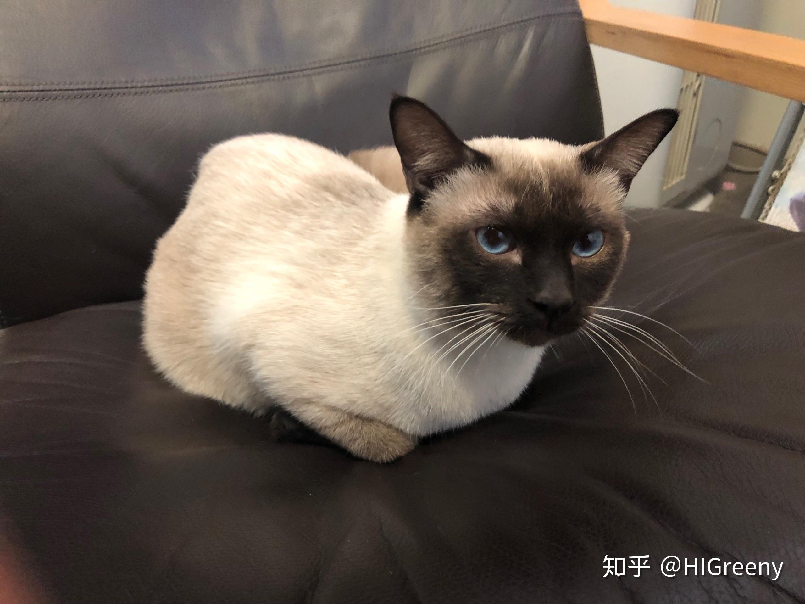 养着养着的暹罗猫怎么突然变成黑的了? - 知乎