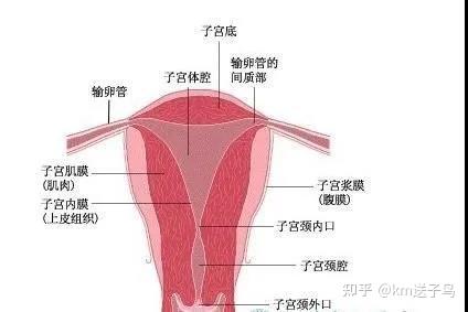 子宫是女性内生殖器官之一,是一空腔器官,位于骨盆腔中央,呈倒置的梨