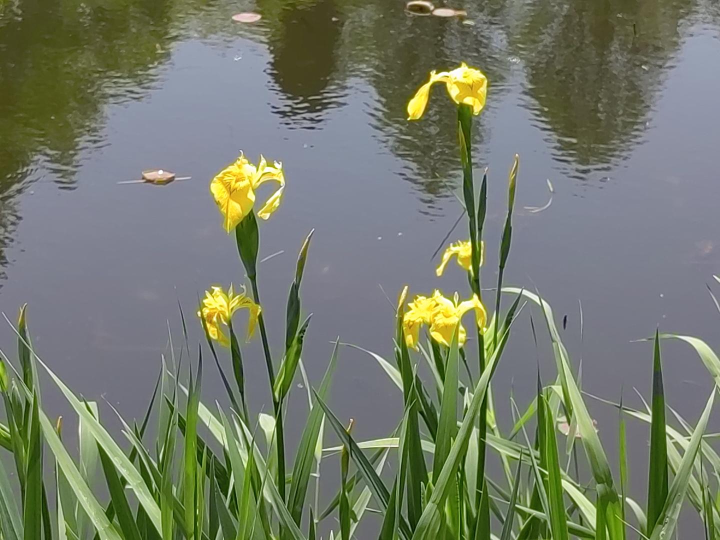 植物1 黄菖蒲 知乎 植物1 黄菖蒲 知乎