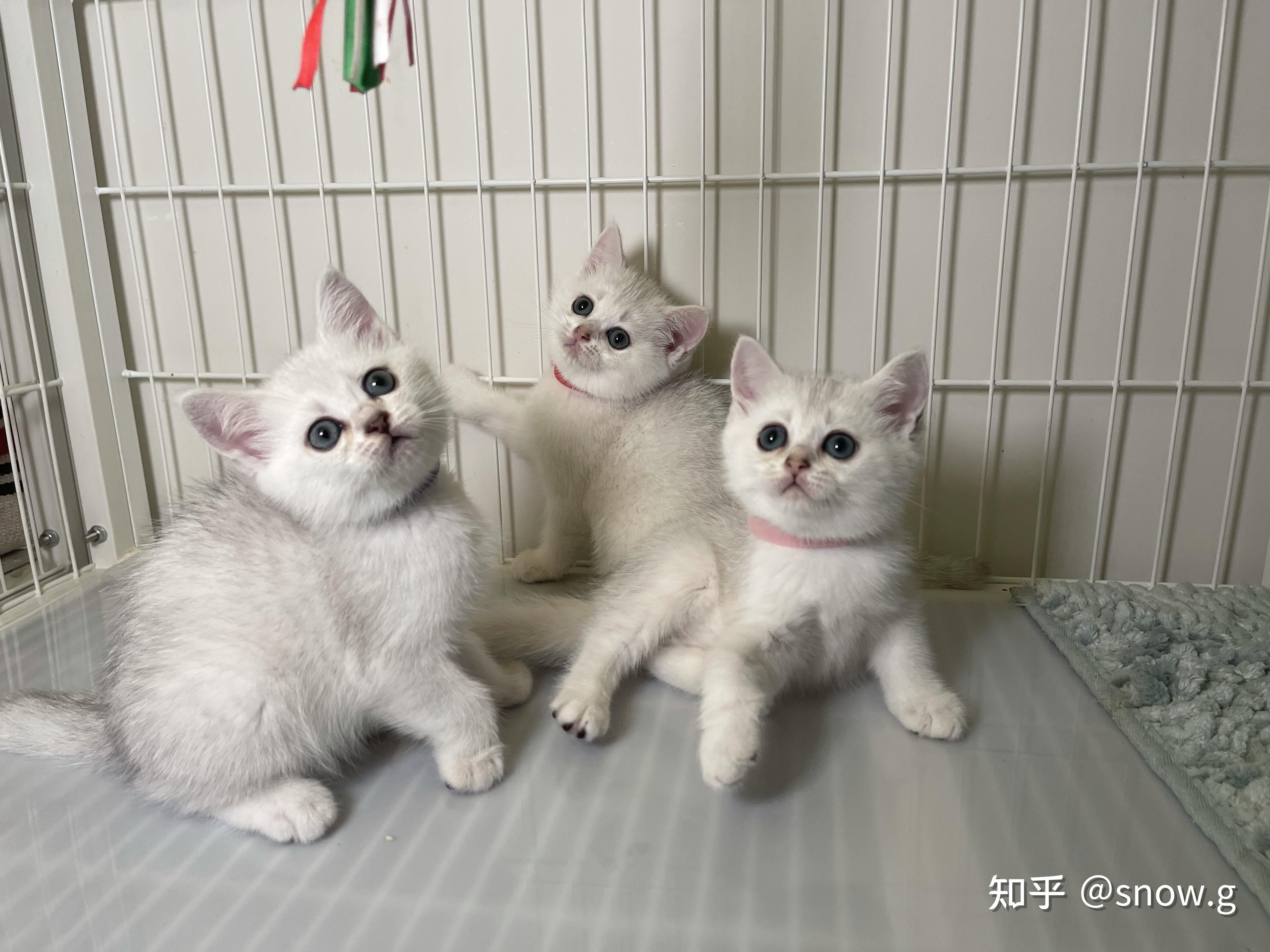 布偶妈和英短爸生出的串种怎么样? - 知乎