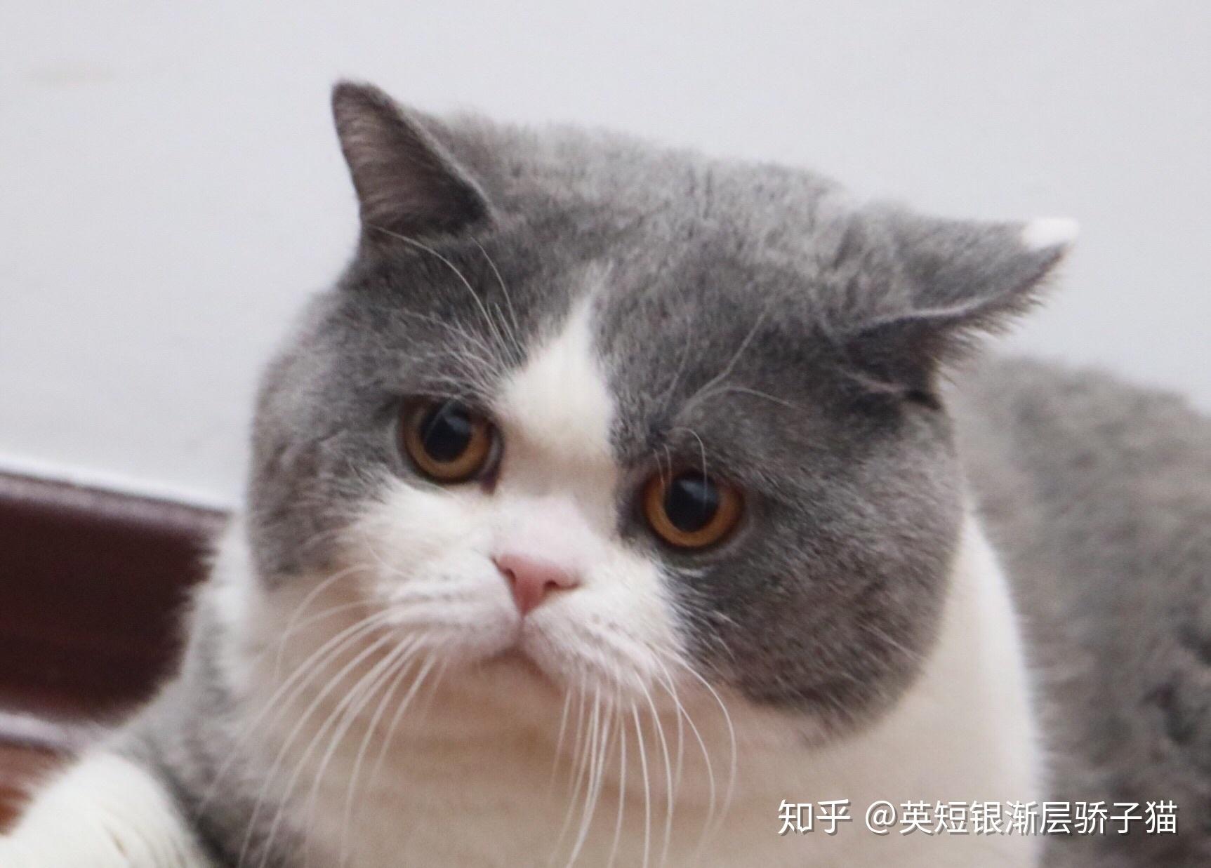 英短这种猫是英国的土猫吗? - 知乎