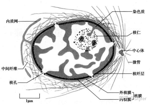 细胞生物学笔记(附人卫九版教材(和临八三版)电子版百度云盘) - 知乎