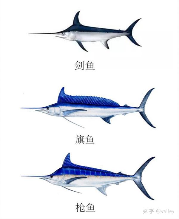 第五十二弹——旗鱼优化算法&&附带整个编程代码&&管柱优化设计问题 - 知乎
