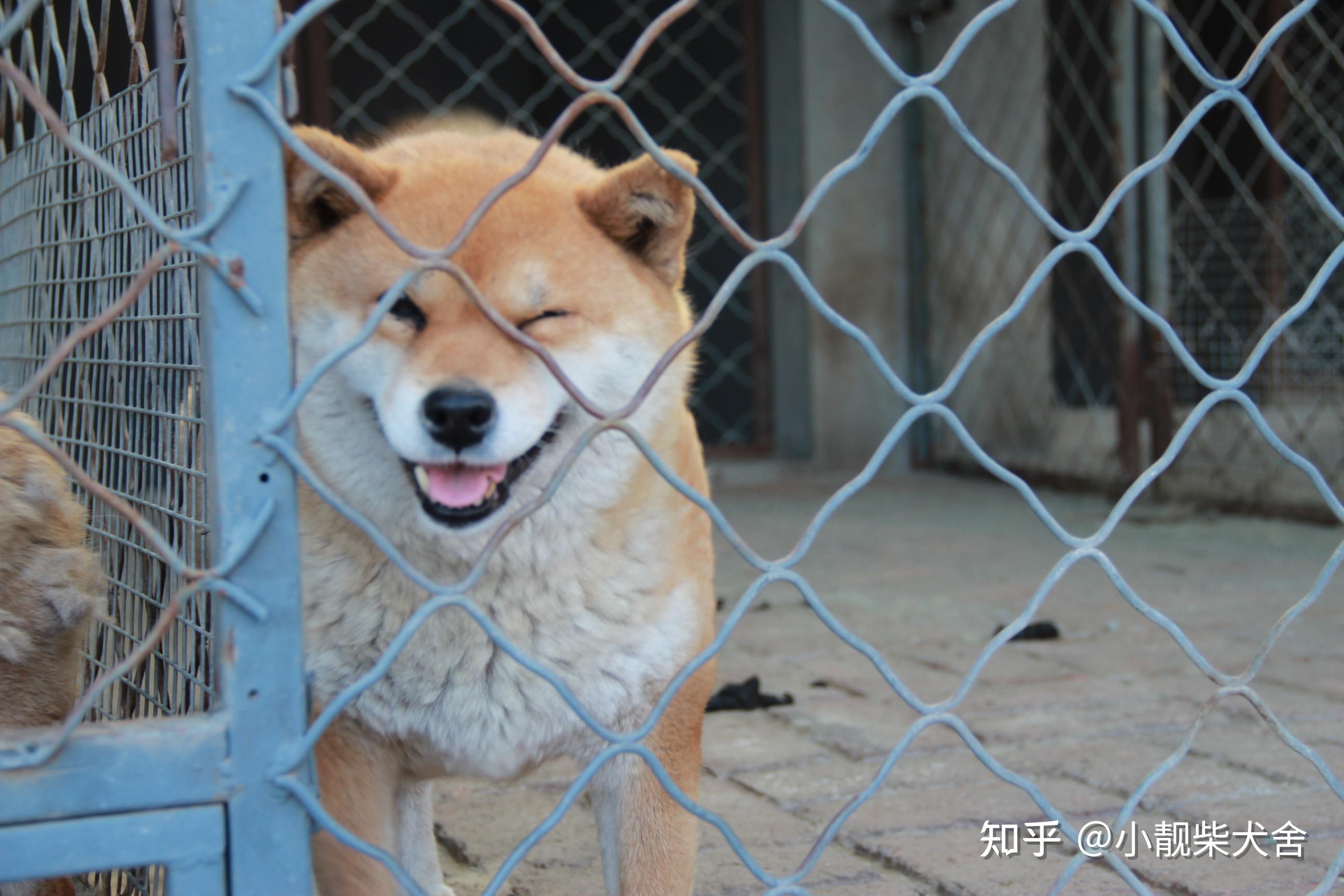 柴犬公母區別養公的好還是母的好公柴犬貴還是母柴犬貴