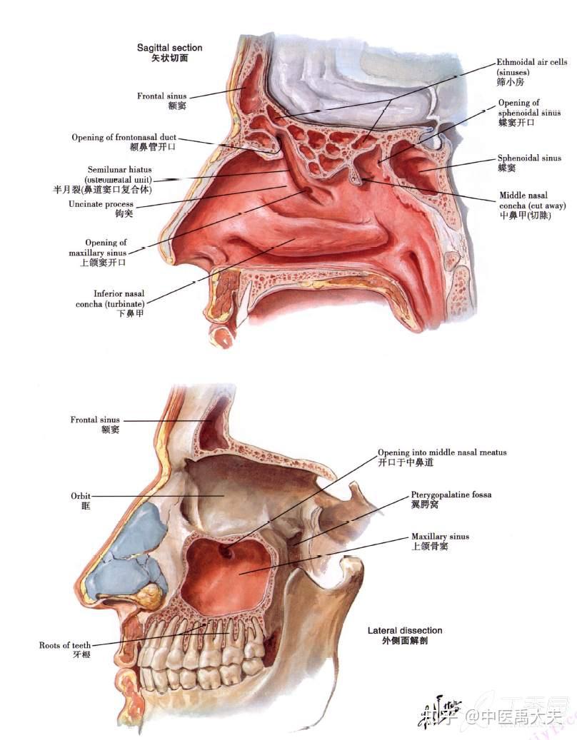 上颌窦图片大全图片图片