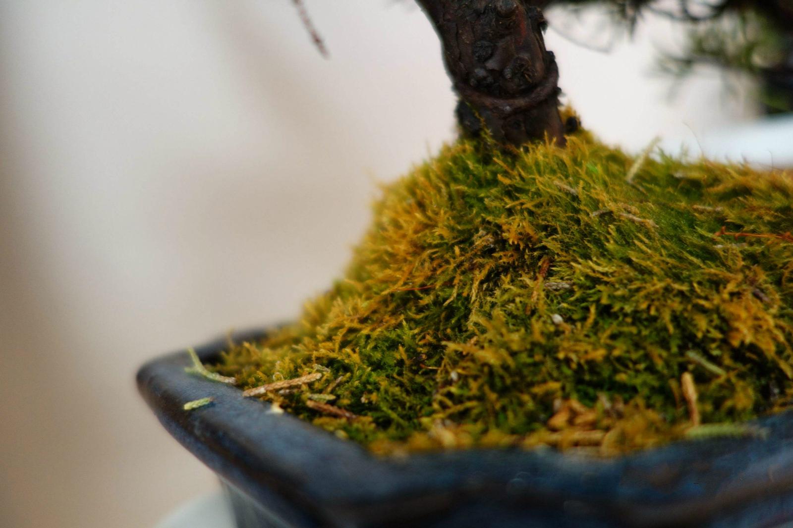 苔藓发黄怎么办一句话立马恢复生机