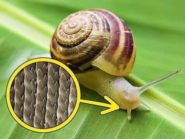 世界上牙齿最多的动物是什么？ - 知乎