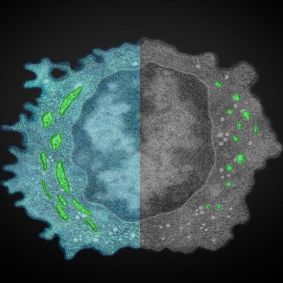 同期两篇Nature Immunology,中科大在免疫领域取得重要进展 - 知乎
