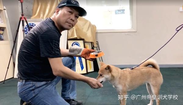 3岁柴犬护食怎么办 行业 泰山北斗 赖广南60天解决狗狗问题 知乎