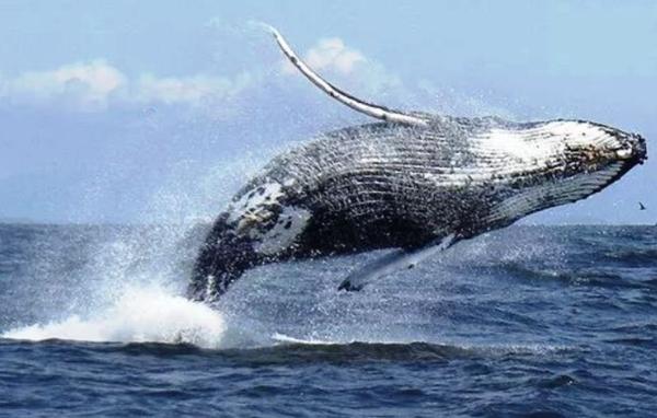 鲸鱼的鲸须图片图片