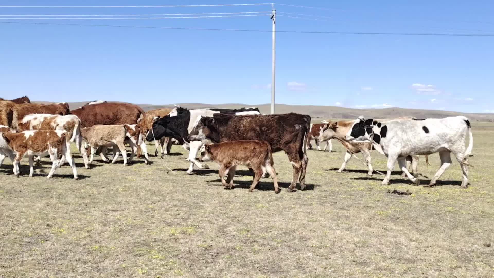 草原牧区养牛太难了牧民还要当调解员牛群吃饭老打架咋办