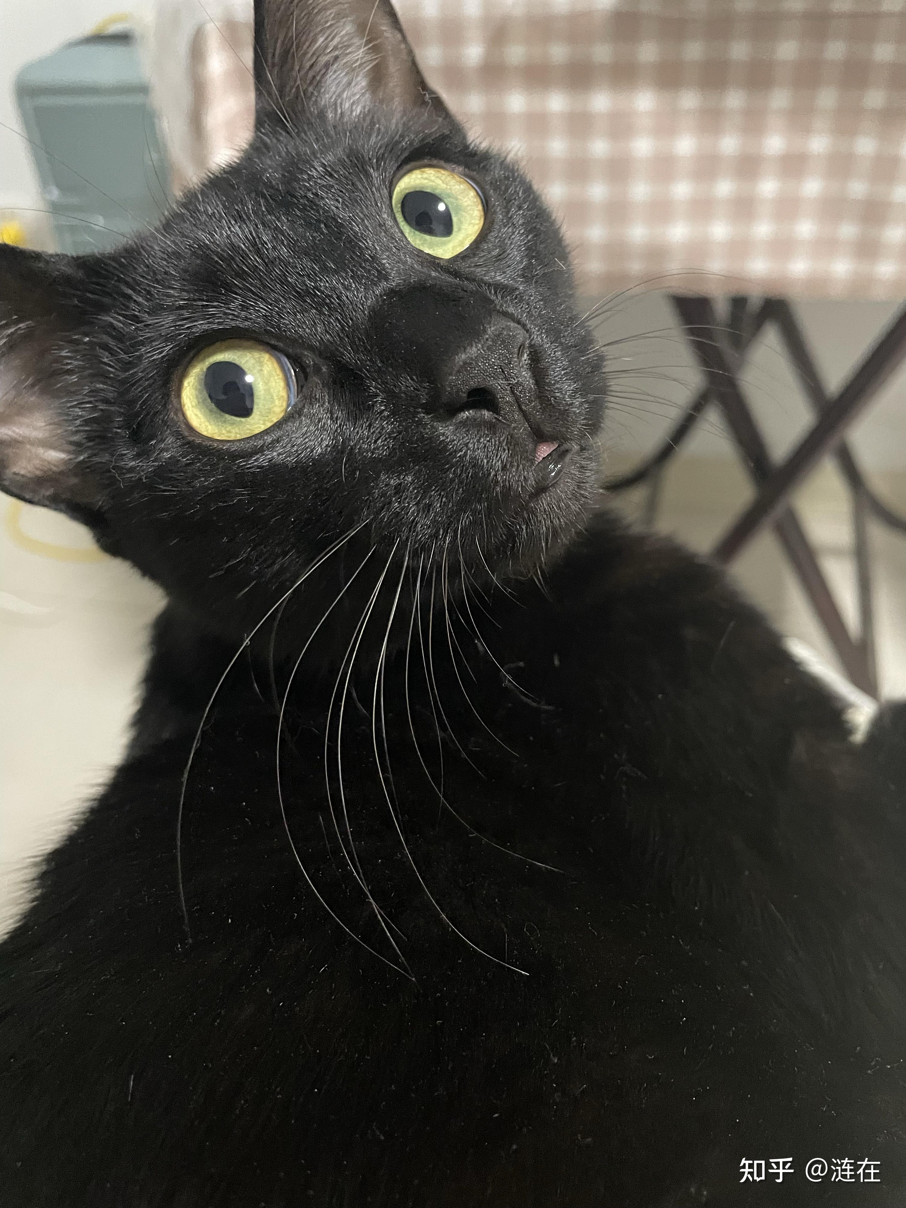 有纯黑色的暹罗猫吗? - 知乎