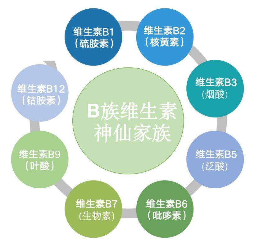 B族维生素有哪些作用? - 知乎