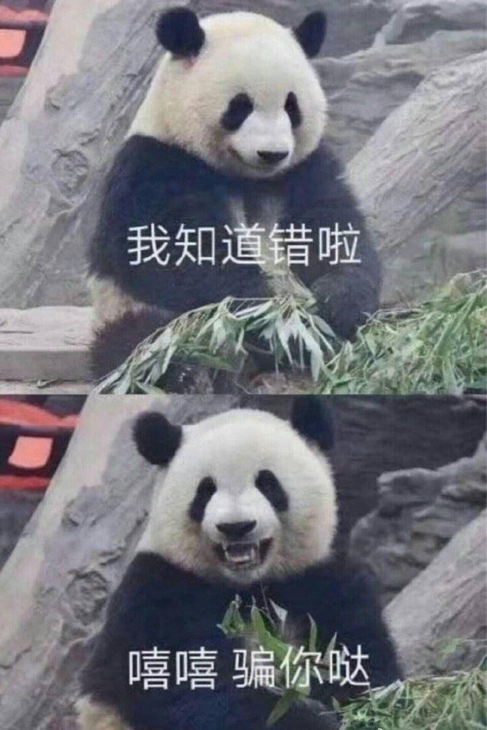 动物表情包图片