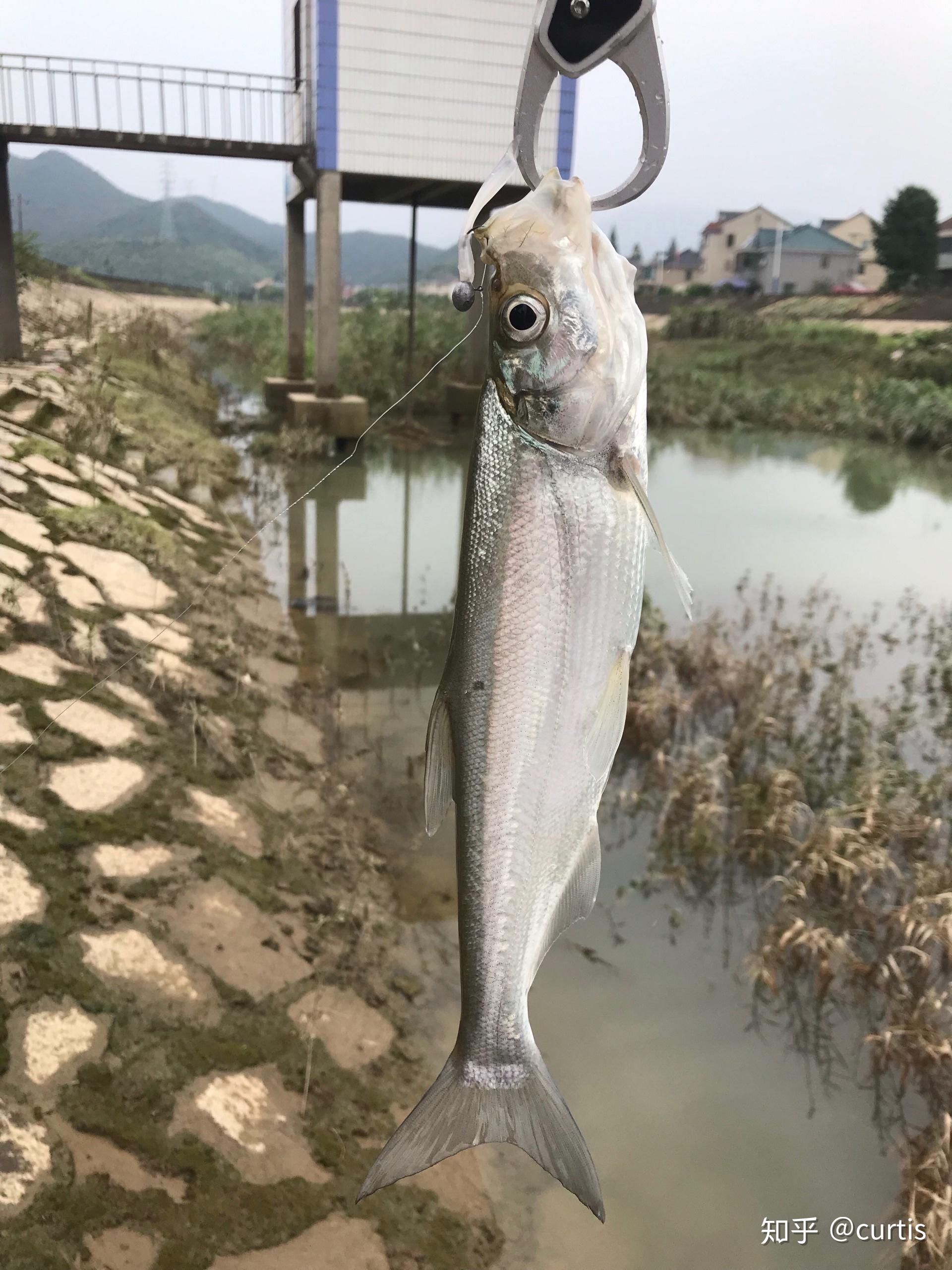 在中国路亚真的钓不到鱼吗?