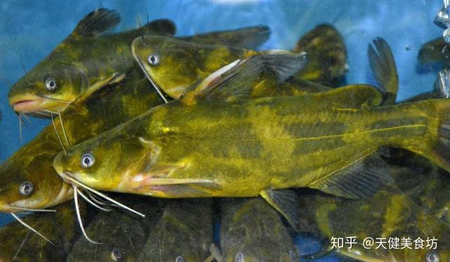 黄颡鱼5种最好吃的做法,简单美味又下饭,看看你喜欢吃哪种? - 知乎