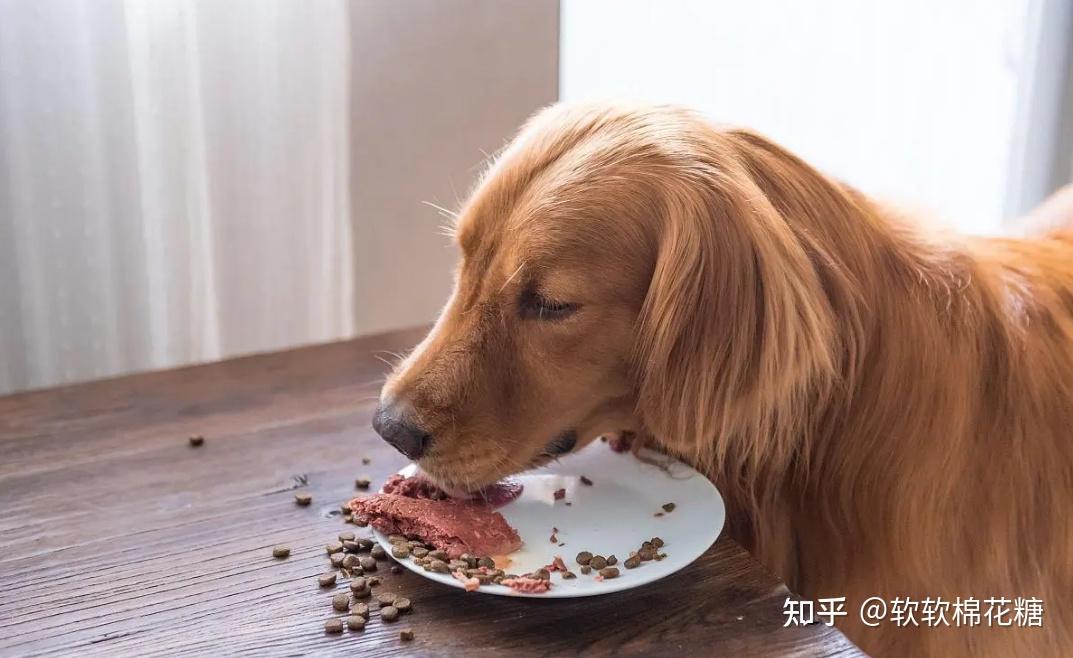 狗狗可以长期吃低脂狗粮吗?