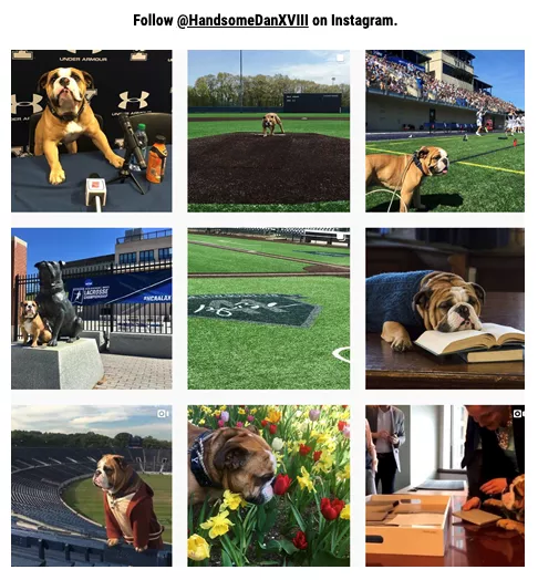 以狗狗形象作为吉祥物的大学有很多,其中最为有名的大概是的耶鲁大学